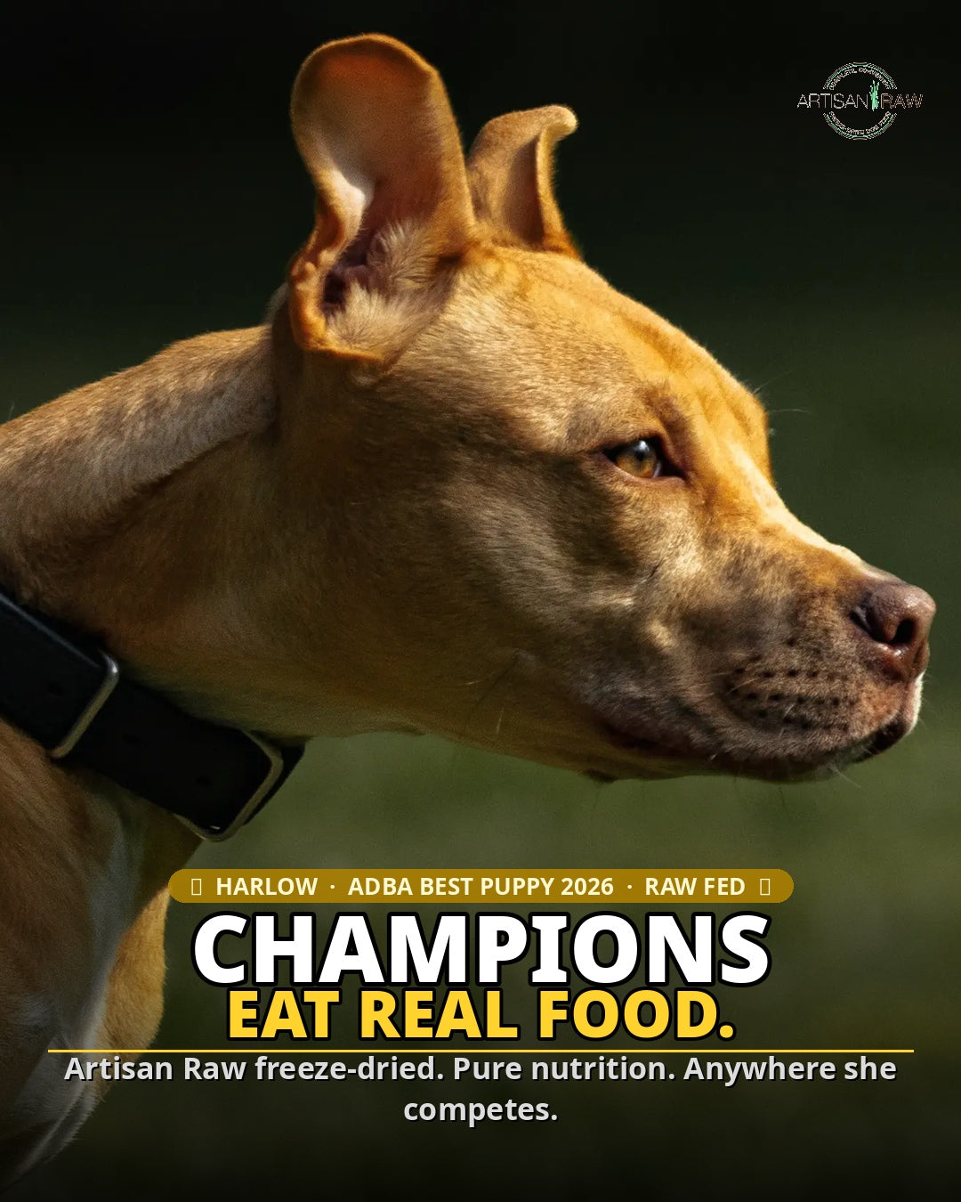Harlow, an ADBA Best Puppy 2026 winner and raw-fed Pit Bull, with text reading 'Champions eat real food. Artisan Raw freeze-dried. Pure nutrition. Anywhere she competes.'