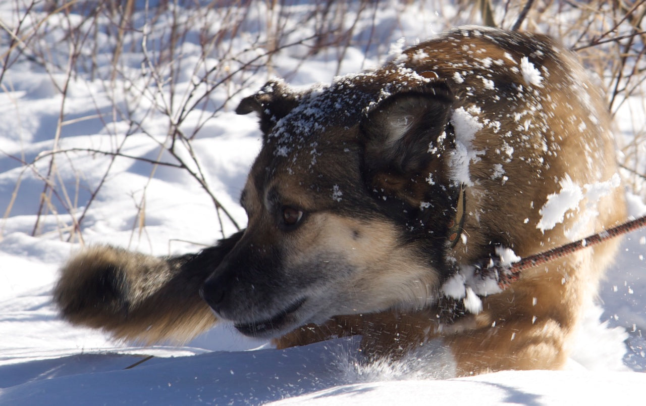 A hyper-alert dog sprinting frantically through deep snow, visually representing post-meal energy spikes and canine chemical over-arousal.