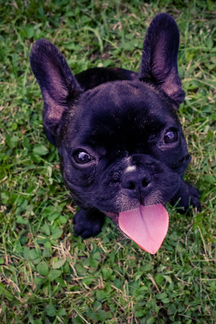 A close-up shot of a black French Bulldog puppy sitting in lush green grass, looking up attentively with a bright, curious expression and its pink tongue sticking out.