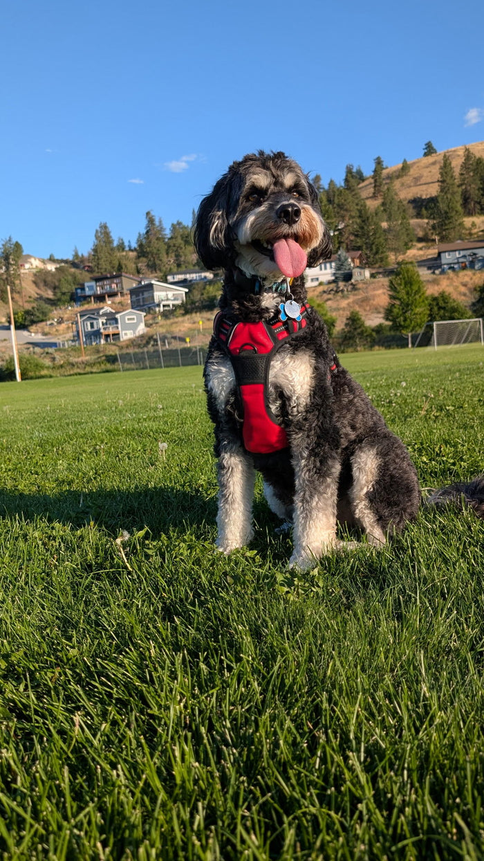 A curly-haired black and white dog wearing a red harness, sitting on a grass field with a hillside town in the background.