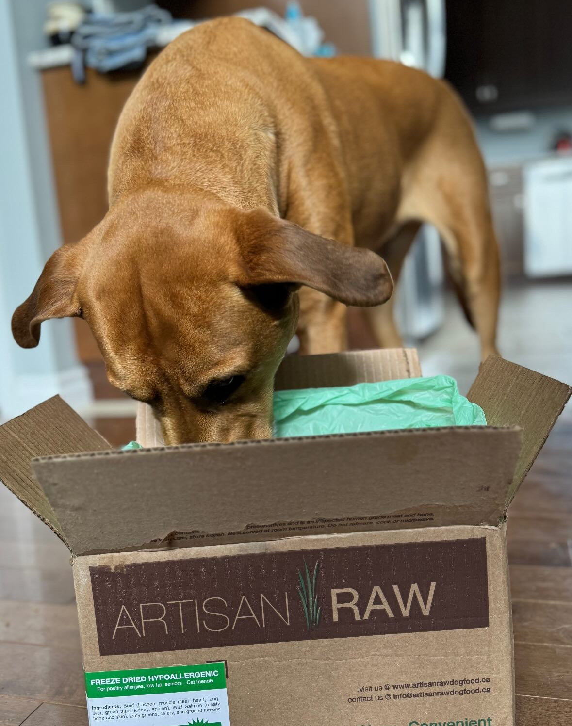Dog interacting with a box of Artisan Raw pet food in a kitchen setting