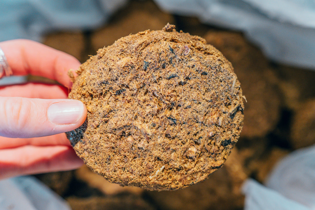 Close-up of a human hand gently holding a single, clean Artisan Raw Signature complete freeze-dried dog food puck, showcasing its rich texture and visible, high-quality, whole ingredients.