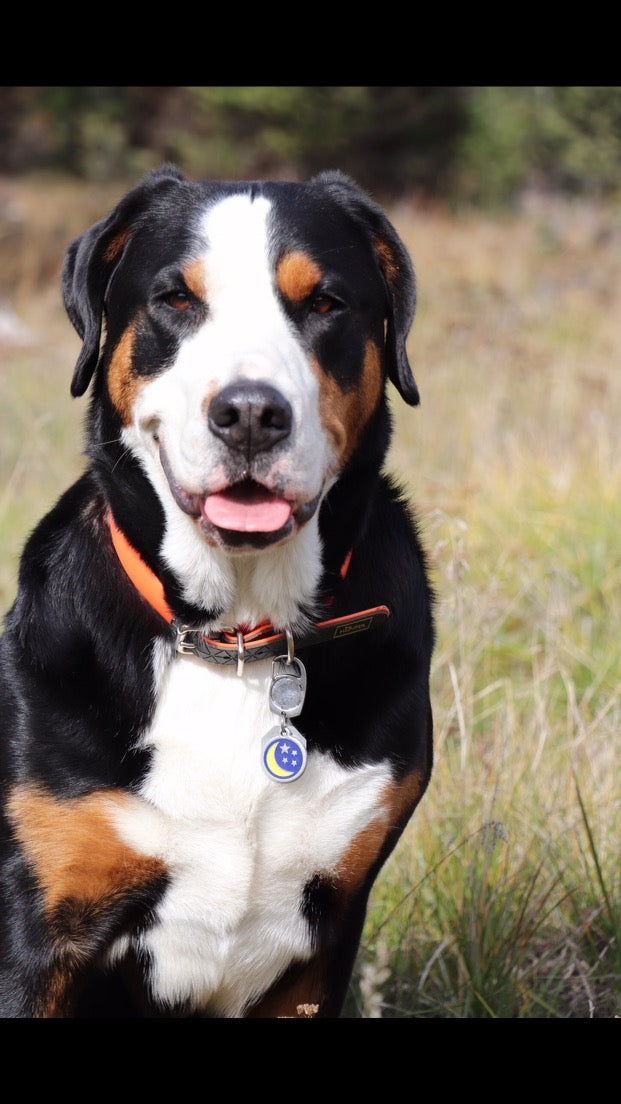 Dog with a collar and tag in a grassy field