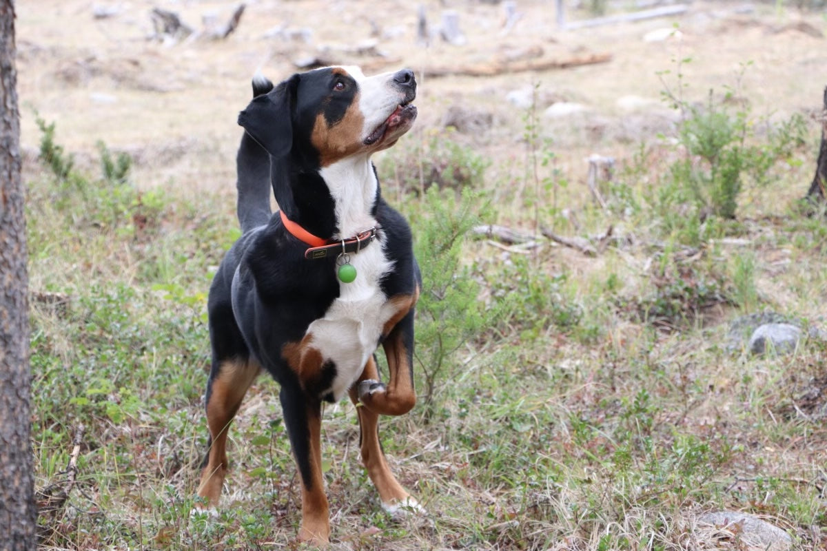 Dog standing in a natural outdoor setting with grass and trees.