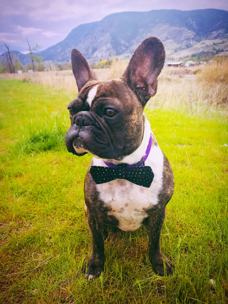 A French Bulldog wearing a purple bow tie, standing in a grassy field with mountains in the background.