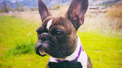 A French Bulldog wearing a purple bow tie, standing in a grassy field with mountains in the background.