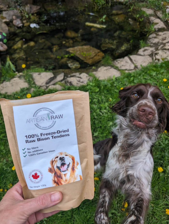 A hand holding a bag of Artisan Raw Bison Tendons treats next to a spaniel sitting in a garden.