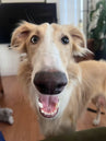 A Borzoi dog named Noodle, close-up indoors with mouth open happily.