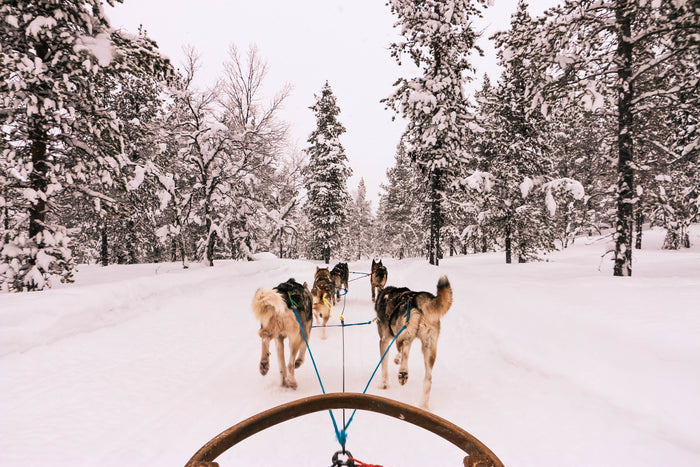 View from a dog sled, showing a team of sled dogs pulling through a snowy forest.
